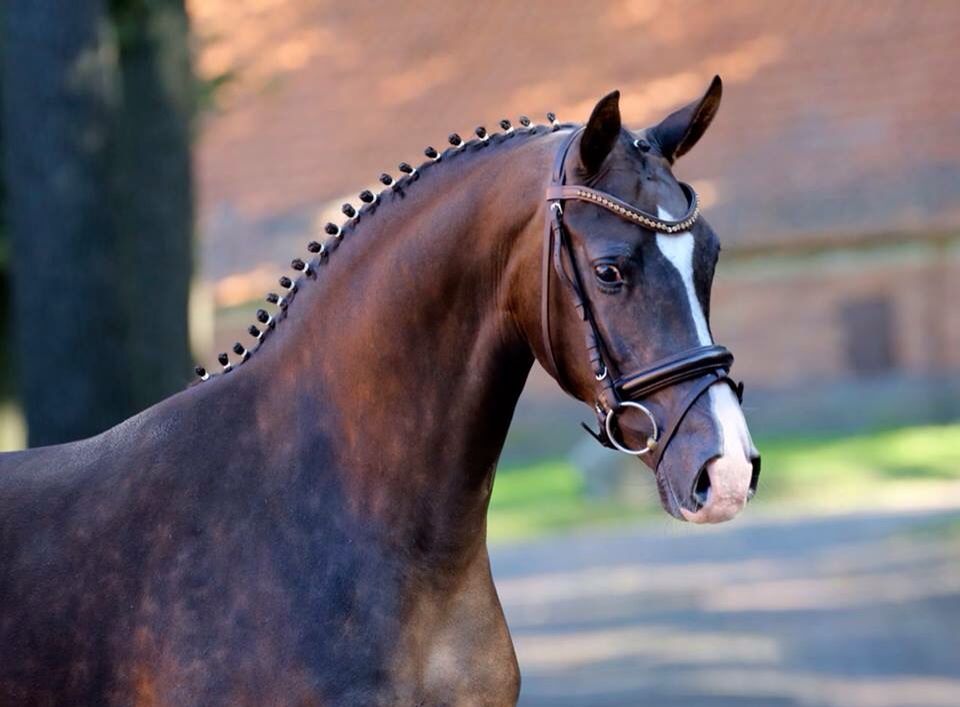 Hanoveriano